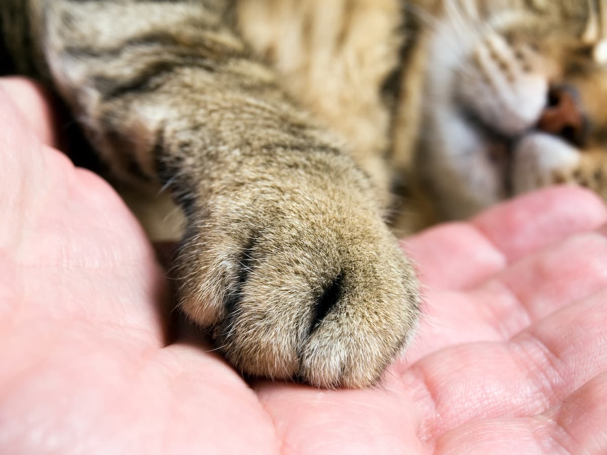 Cats have whiskers on their legs