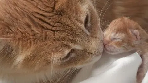 Do Cats Hide Their Kittens &ndash; What You Should Know!