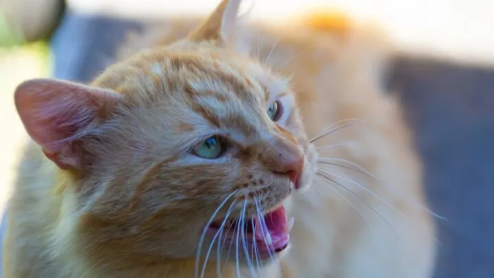 Do Cats Hiss When They Play &ndash; Is It Normal Behavior?