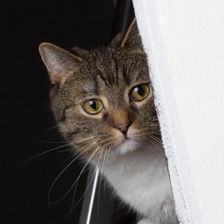 Do Cats Hold Grudges Behavior And What To Know!