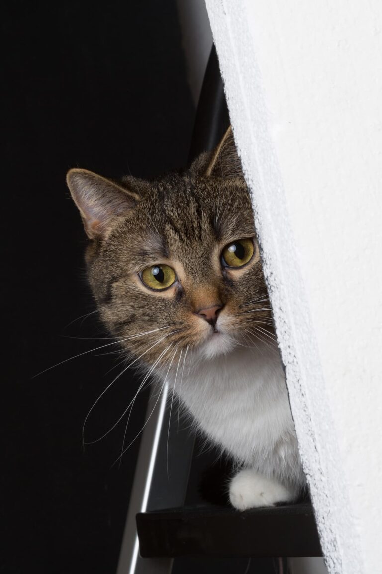 Do Cats Hold Grudges Behavior And What To Know!