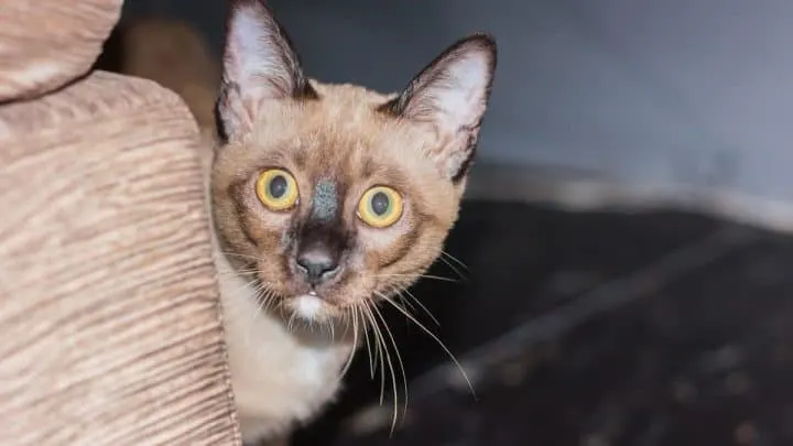 Do Cats Hold Their Breath &ndash; The Fascinating Answer