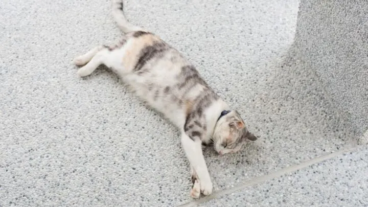 Do Cats Kill Spiders &ndash; Are They Harmful?