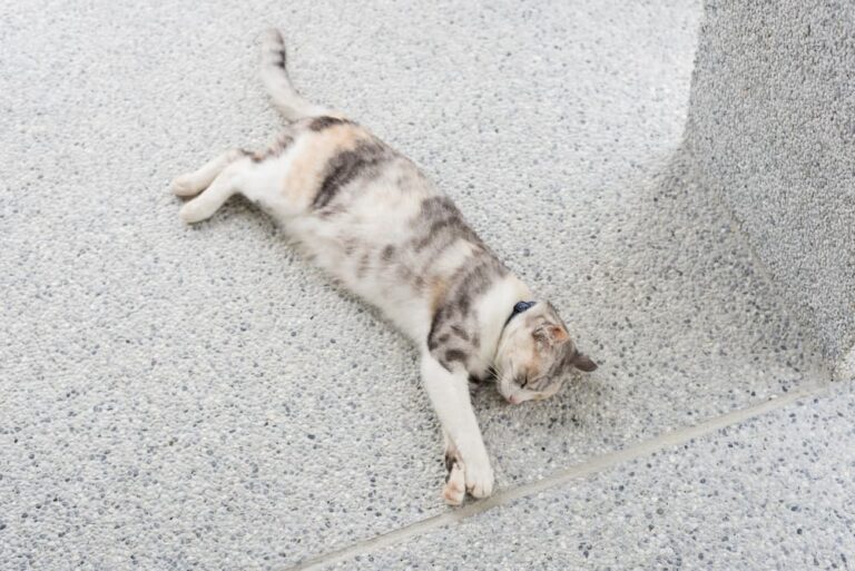 Do Cats Kill Spiders Are They Harmful?