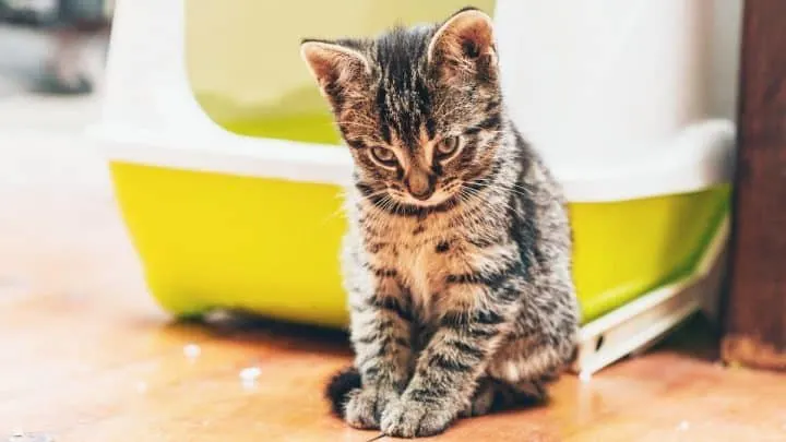 Do Cats Leave Poop Stains &ndash; Is It Normal?