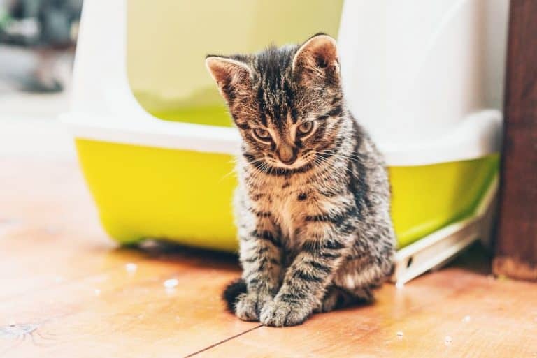 Do Cats Leave Poop Stains Is It Normal?