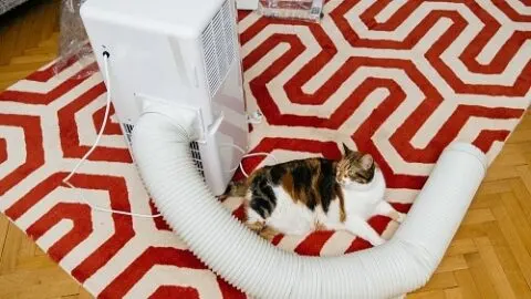 Do Cats Like Air Conditioning &ndash; Things To Consider