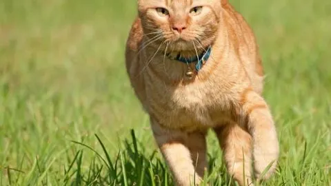 Do Cats Like Being Chased &ndash; Does It Scare Them?