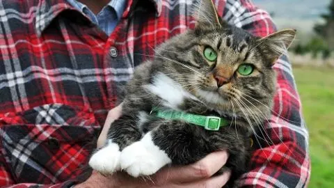 Do Cats Like Being Picked Up – Things To Consider