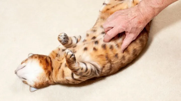 Do Cats Like Belly Rubs – 5 Things To Consider
