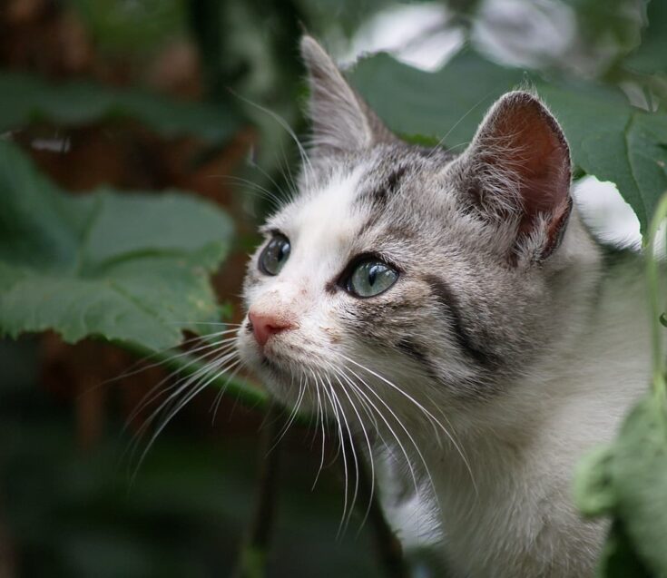 Do Cats Like Burning Sage Is It Okay For Them?