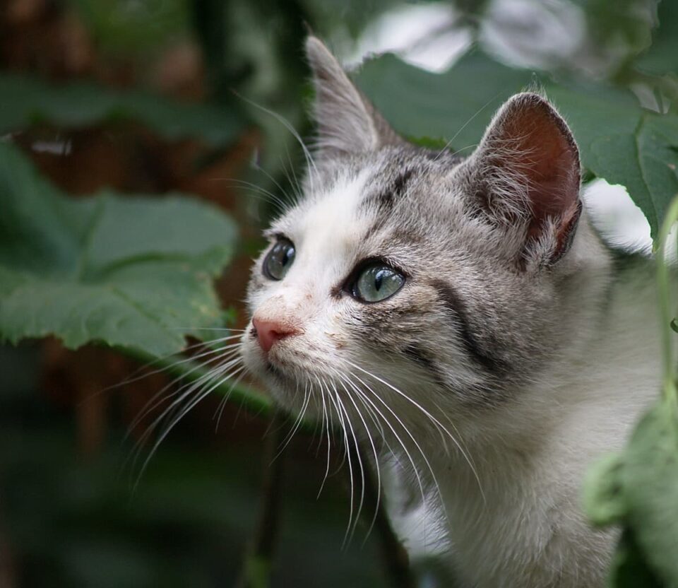 Can Sage Hurt Cats at Salvador Fraser blog