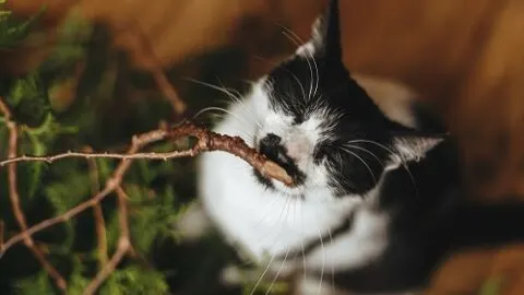 Do Cats Like Cedar – What You Should Know!