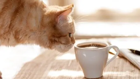 Do Cats Like Coffee &ndash; Caffeine, Safety, & Your Feline
