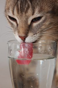 Do Cats Like Cold Or Warm Water 