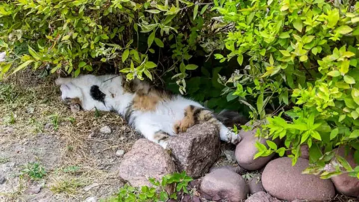 Do Cats Like Hot Weather &ndash; What Temperature Do They Like