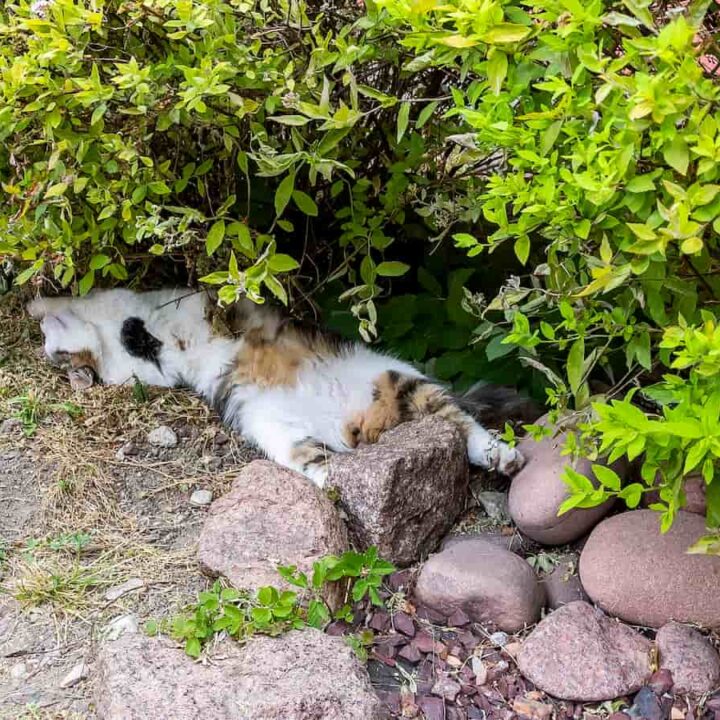 Do Cats Like Hot Weather What Temperature Do They Like