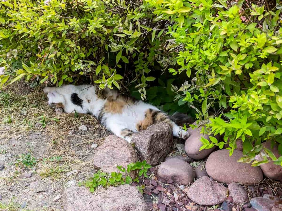 Do Cats Like Hot Weather What Temperature Do They Like