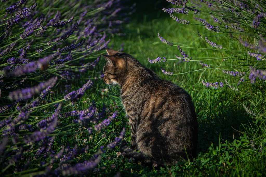 Do Cats Like Lavender Safety Concerns & More