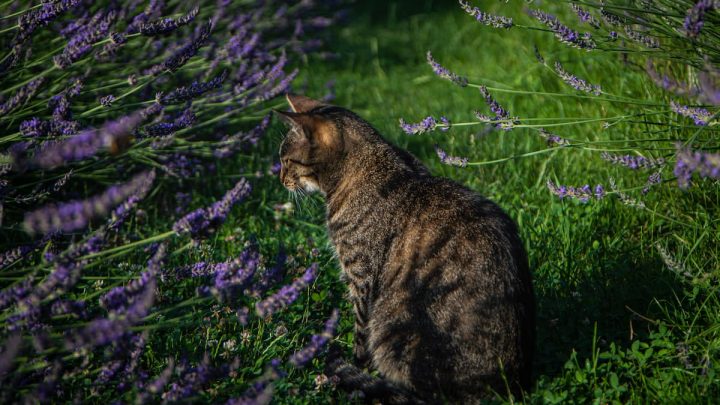 Do Cats Like Lavender – Safety Concerns & More