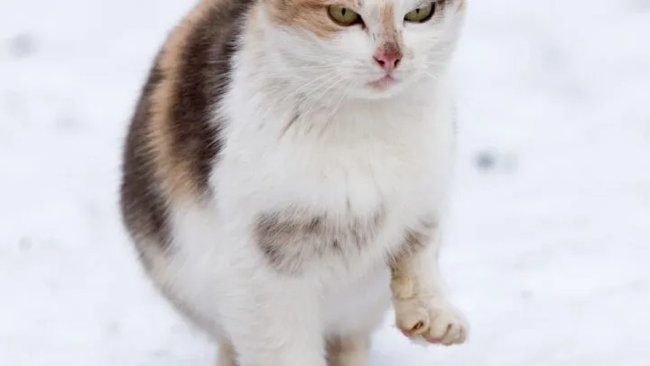 Do Cats Like Snow &ndash; 5 Things To Consider