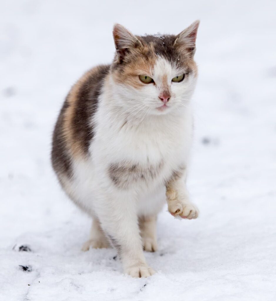 Do Cats Like Snow 5 Things To Consider