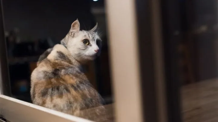 Do Cats Like The Dark &ndash; 3 Things To Know!