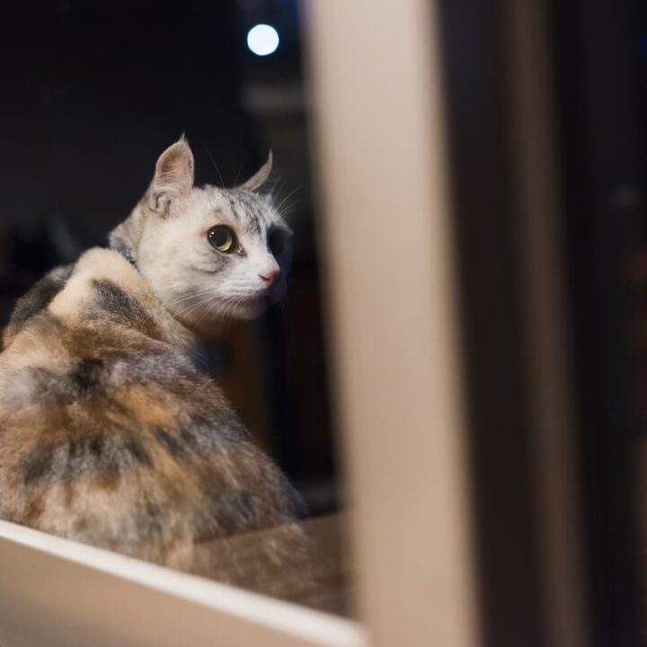 Do Cats Like The Dark 3 Things To Know!