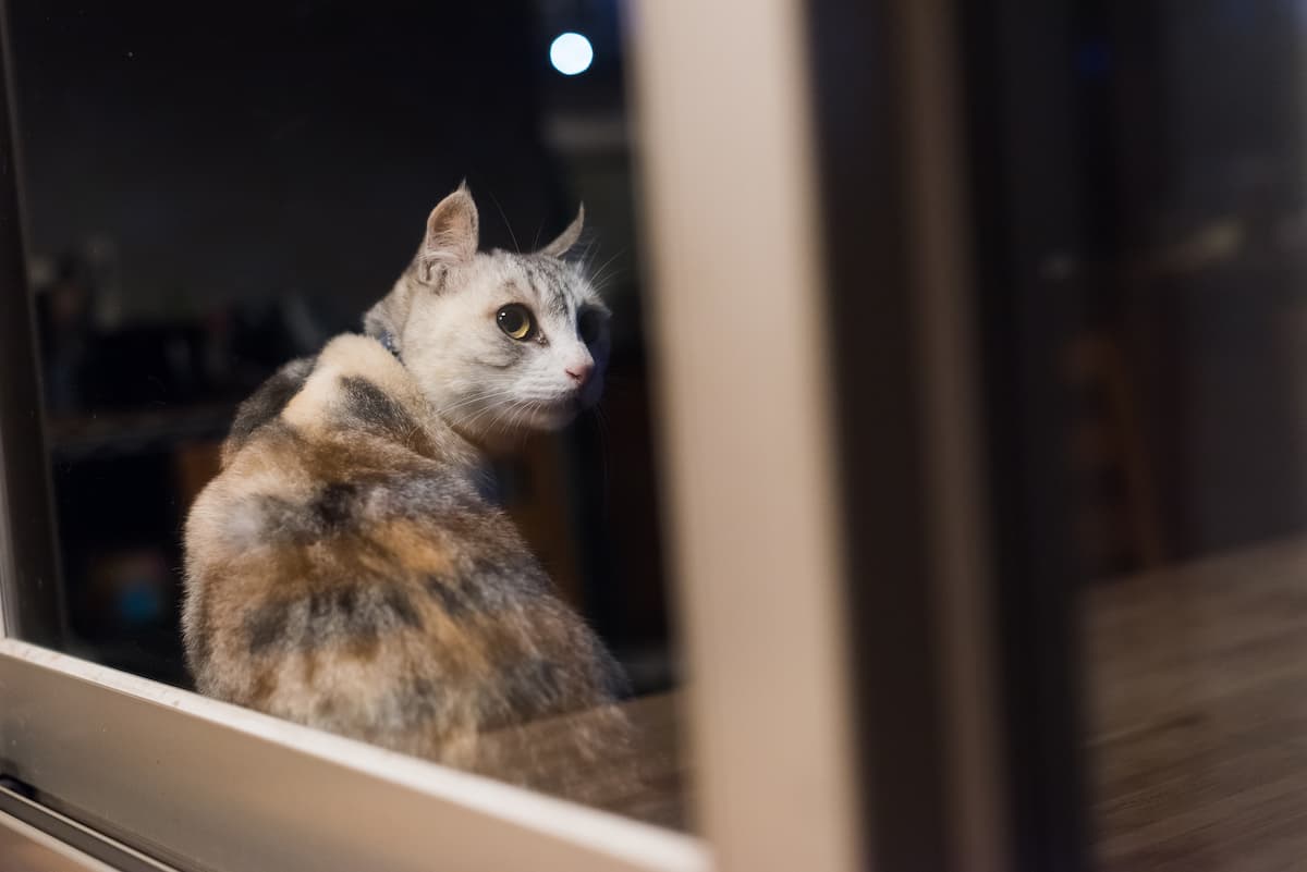 Do Cats Like The Dark 3 Things To Know!