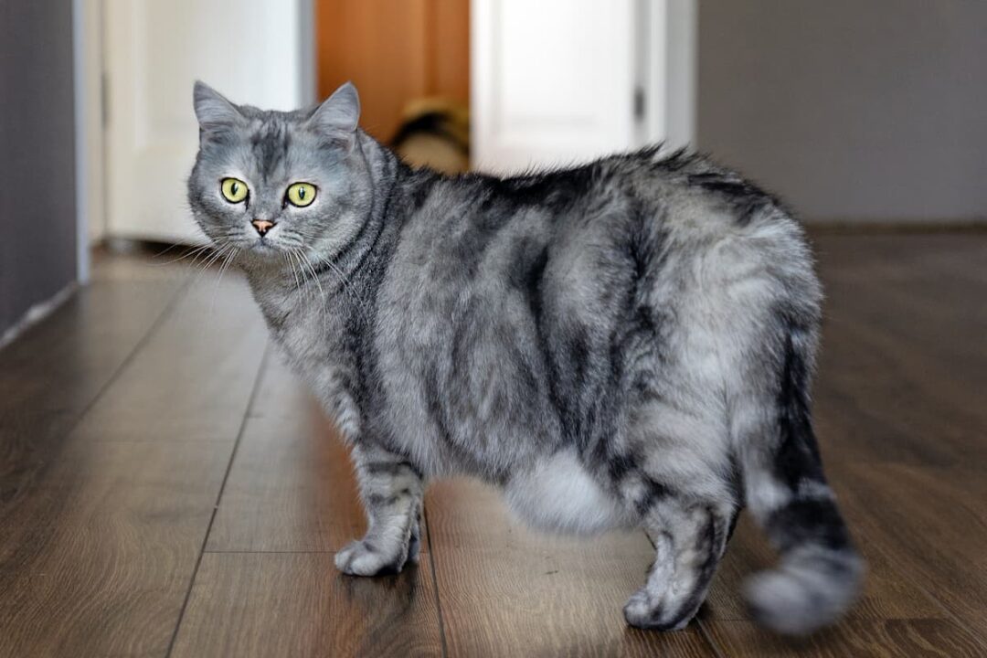 Do Cats Make Noise When Giving Birth Understanding Feline Labor