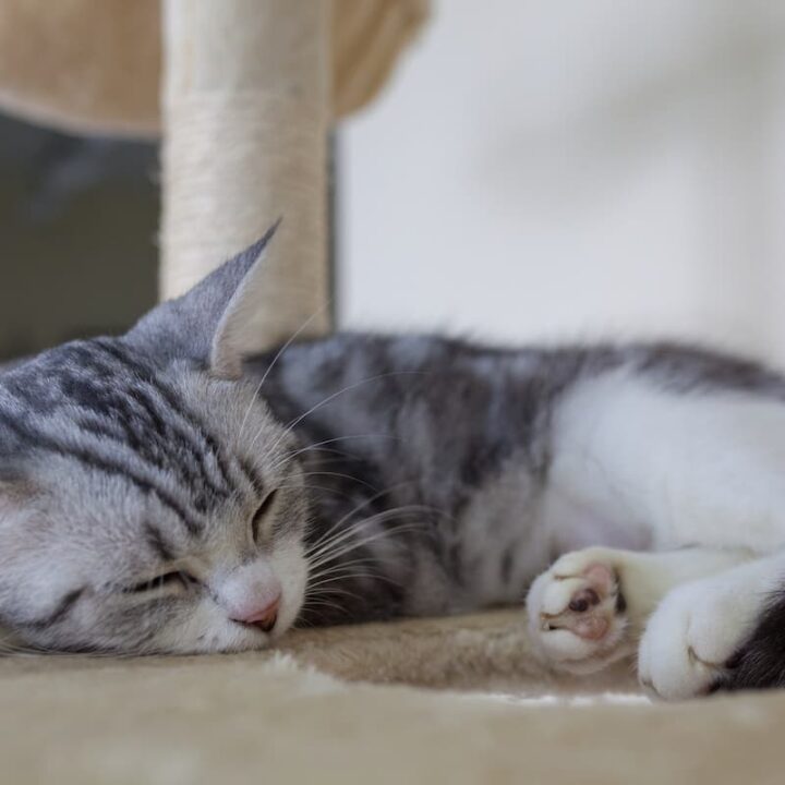 Do Cats Make Noises When They Sleep 3 Reasons Why FAQcats