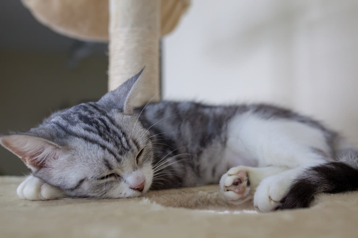 cat makes snoring sound when breathing