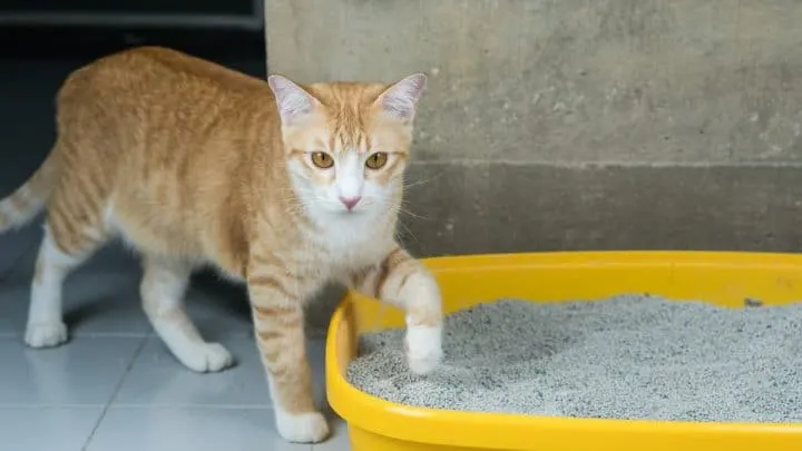 Do Cats Make Your House Smell &ndash; Dealing With Pet Odor!
