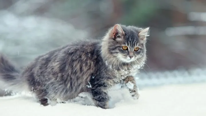 Do Cats Pee More When Cold &ndash; What You Should Know