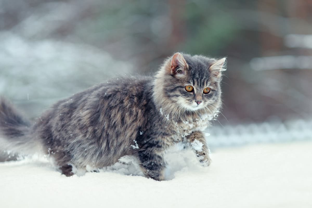 Do Cats Pee More When Cold What You Should Know