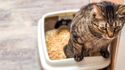 Do Cats Pee When In Heat &ndash; 5 Things To Consider