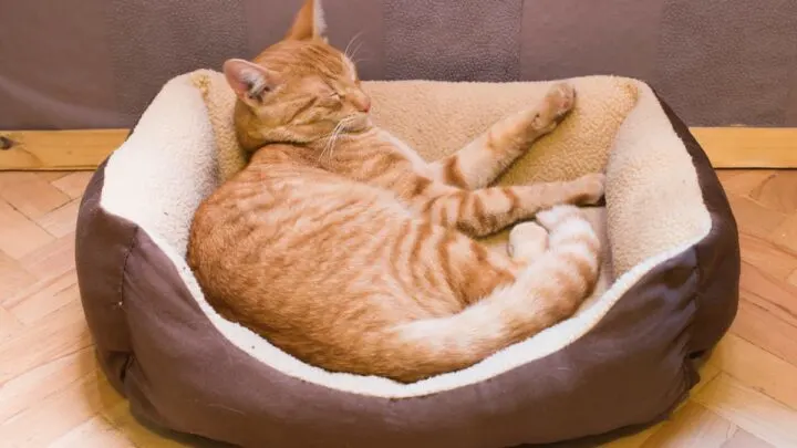 Do Cats Pee When They Sleep &ndash; Everything You Should Know