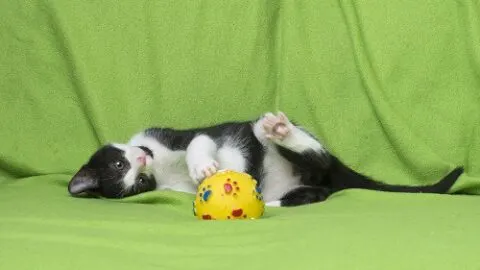 Do Cats Play Fetch &ndash; Playing With Your Cat