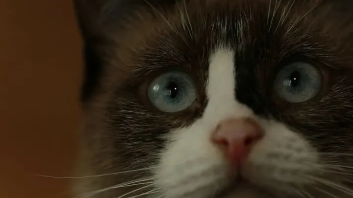 Do Cats Purr On Purpose &ndash;  Things To Know!