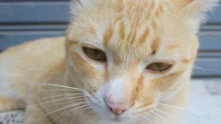 Do Cats Purr When Sick &ndash; 3 Things To Know