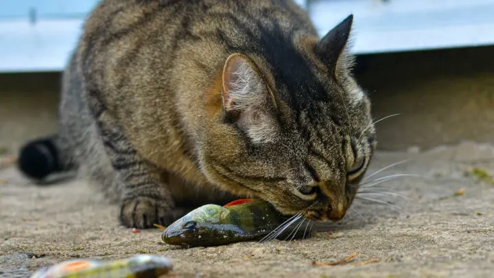 Do Cats Really Like Fish &ndash; Things You Should Know!