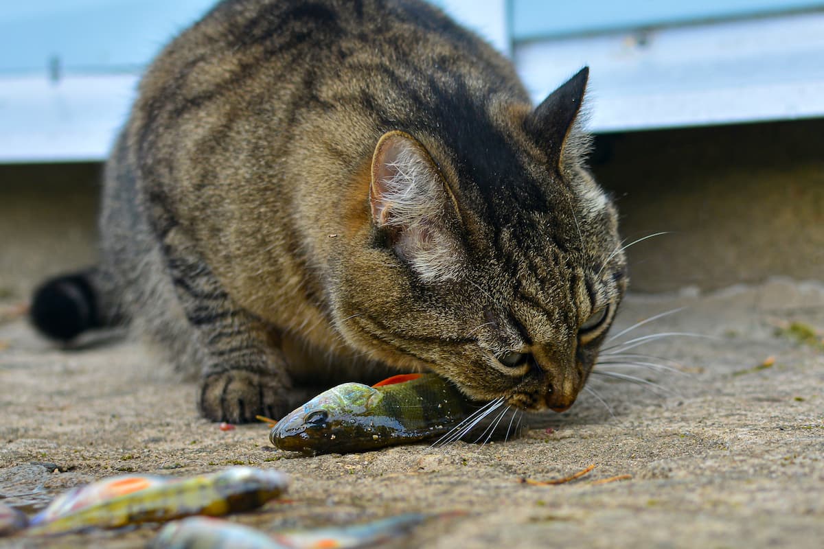 Do cats like to eat fish sale