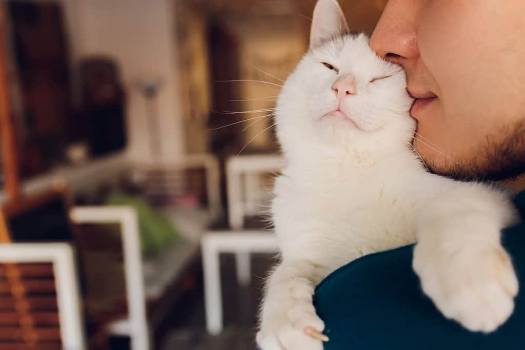 Do Cats Recognize Faces Everything You Need To Know!