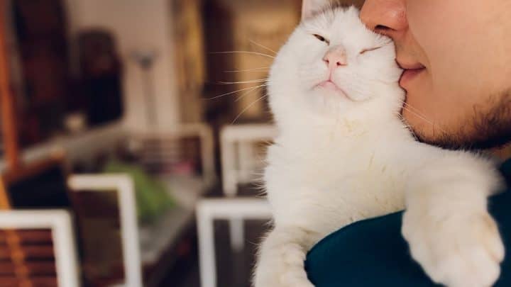 Do Cats Recognize Faces – Everything You Need To Know!