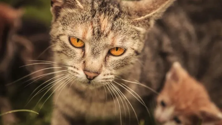 Do Cats Remember Their Kittens &ndash; Everything To Know!