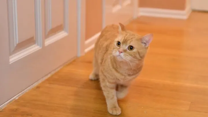 Do Cats Ruin Hardwood Floors &ndash; Tips To Protect Your Floor