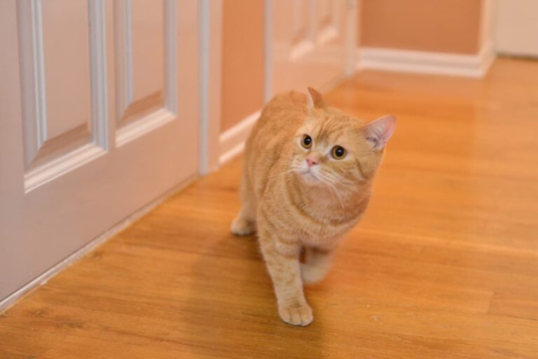 Do Cats Ruin Hardwood Floors Tips To Protect Your Floor