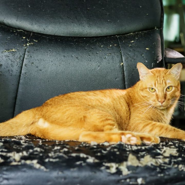 Do Cats Ruin Leather Furniture Tips To Stop It FAQcats