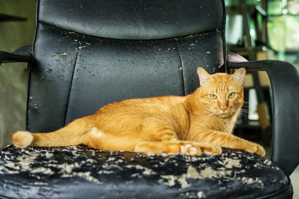 Cat on sale leather couch