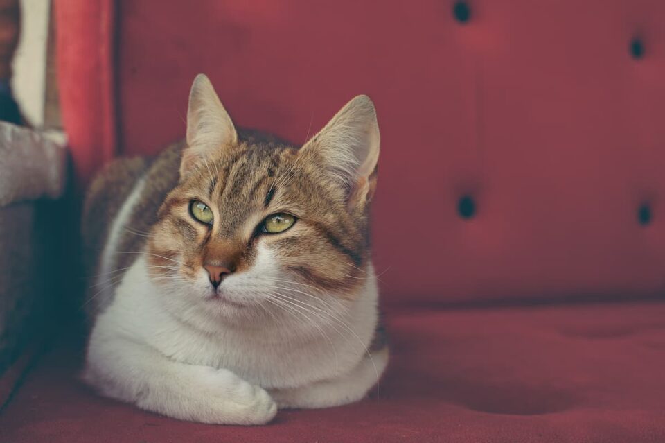 Do Cats Ruin Velvet Protecting Your Furniture
